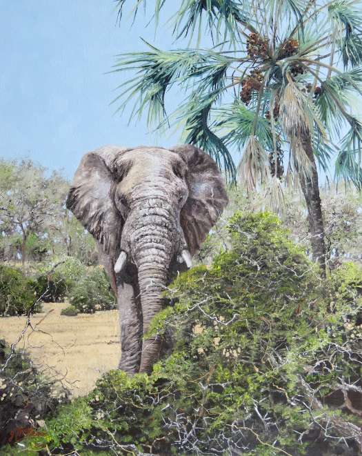 Elephant and ilala palm