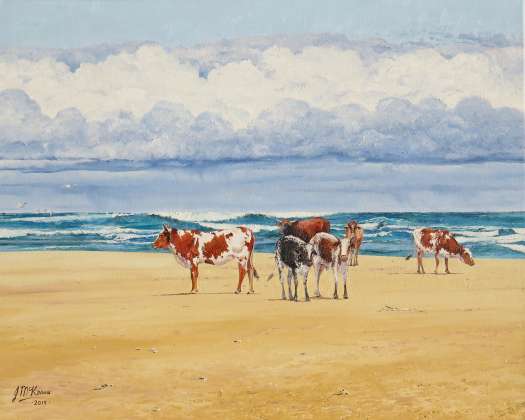 Nguni cattle. Eastern Cape Wild Coast