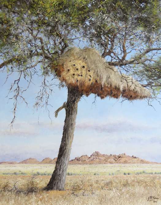 Sociable weaver nest in a camel thorn, Namibia